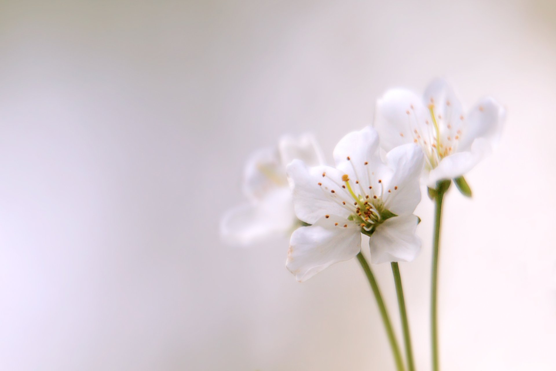 A close-up of delicate white flowers set against a soft bokeh background, showcasing the beauty of nature. This HD image makes a serene desktop wallpaper or background.