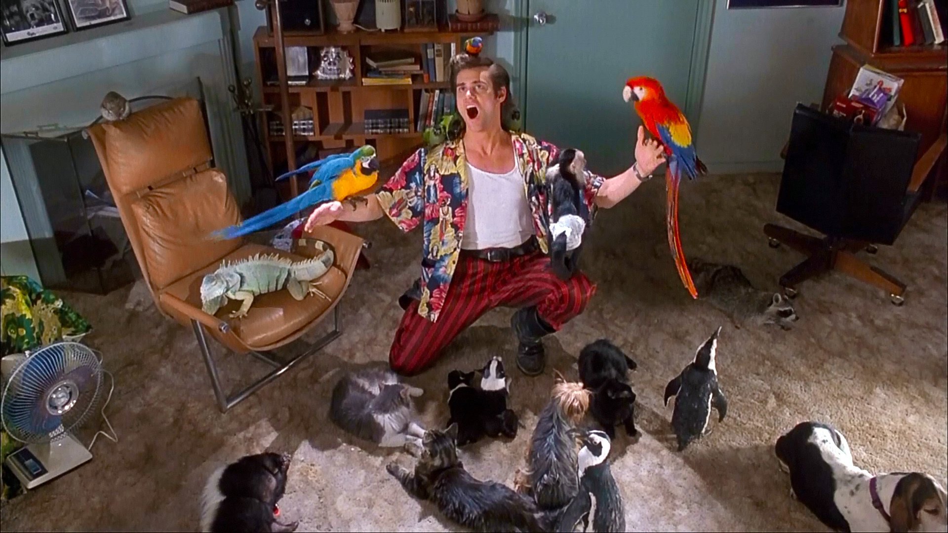 Movie Ace Ventura: Pet Detective HD Wallpaper | Background Image