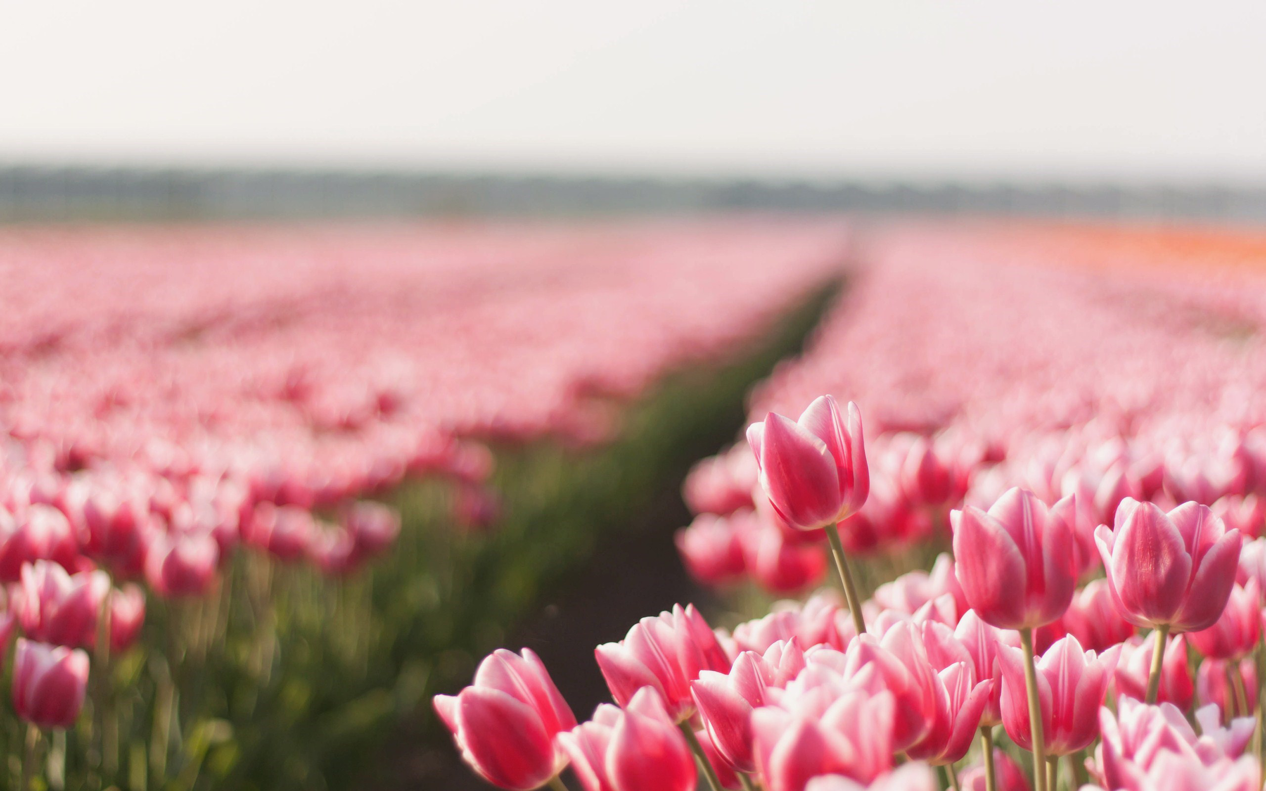 Download Pink Flower Flower Field Nature Tulip HD Wallpaper