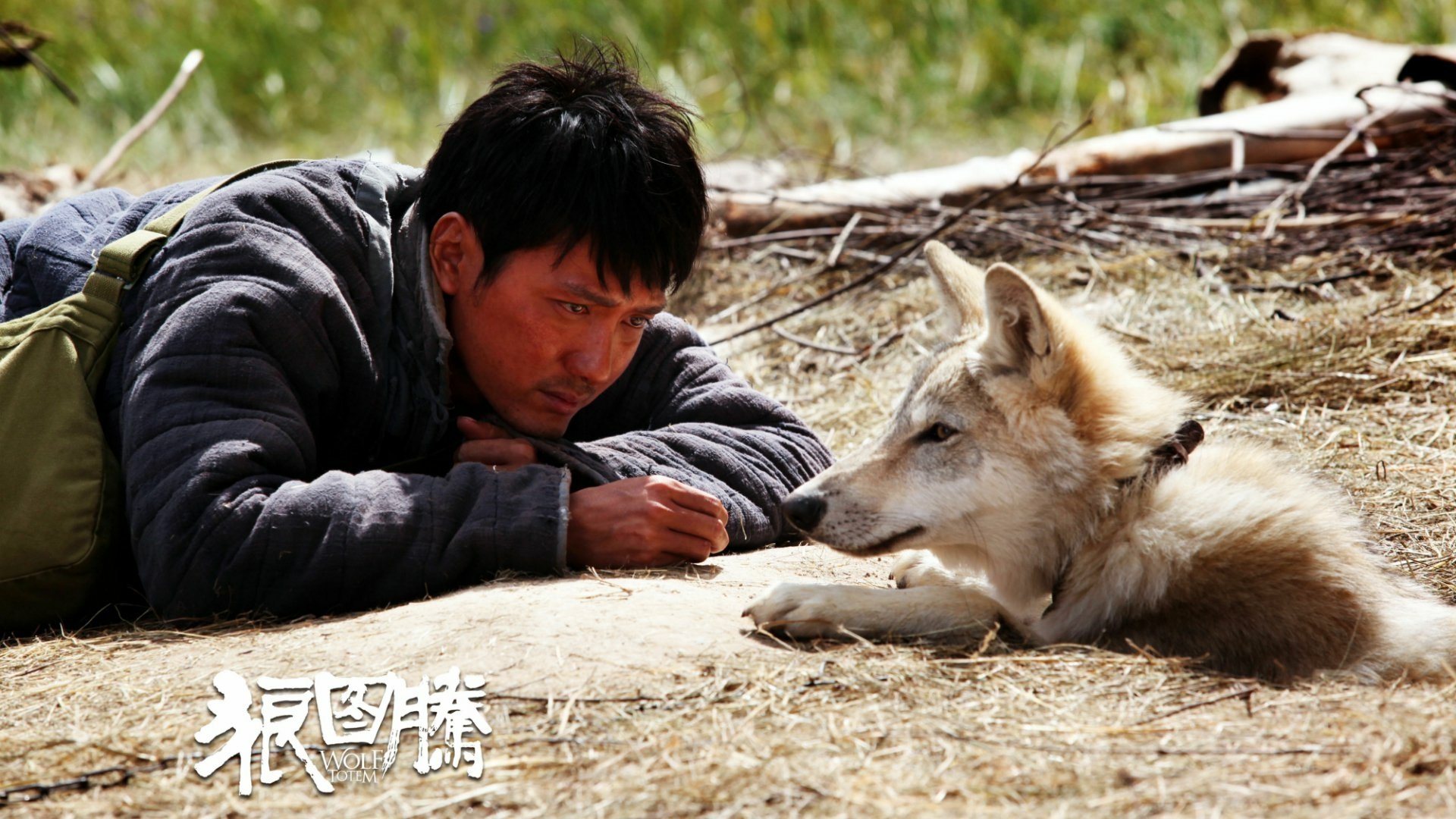 Download Movie Wolf Totem HD Wallpaper