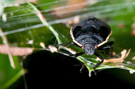Animal stink bug HD Desktop Wallpaper | Background Image