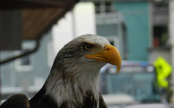 Animal bald eagle HD Desktop Wallpaper | Background Image