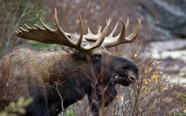 HD PC desktop wallpaper featuring a close-up of a majestic moose in its natural habitat surrounded by autumn foliage.