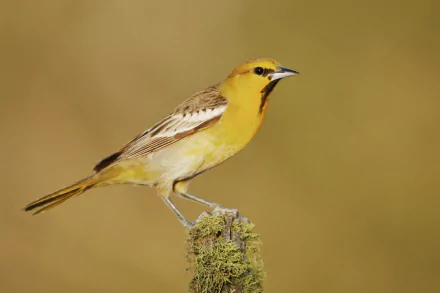  Bullock's Oriole