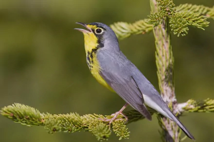 Canada Warbler Animal warbler HD Desktop Wallpaper | Background Image
