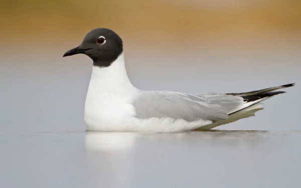  Bonaparte's Gull