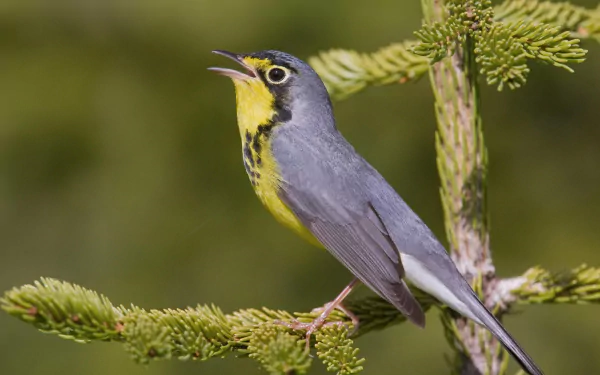 Canada Warbler Animal warbler HD Desktop Wallpaper | Background Image