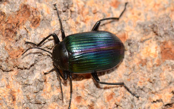 Animal insect HD Desktop Wallpaper | Background Image