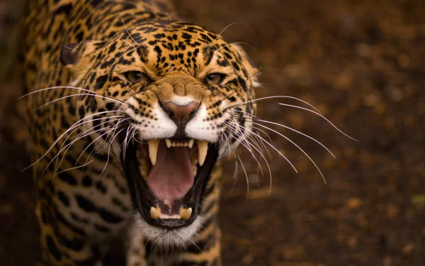 HD desktop wallpaper featuring a close-up of a roaring jaguar, showcasing its powerful fangs and striking spotted fur against a natural background.