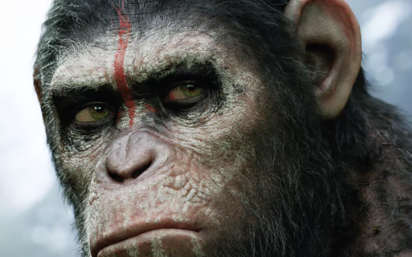 An intense close-up of a character from Dawn of the Planet of the Apes, showcasing intricate details of the ape's face, making it a striking HD desktop wallpaper.