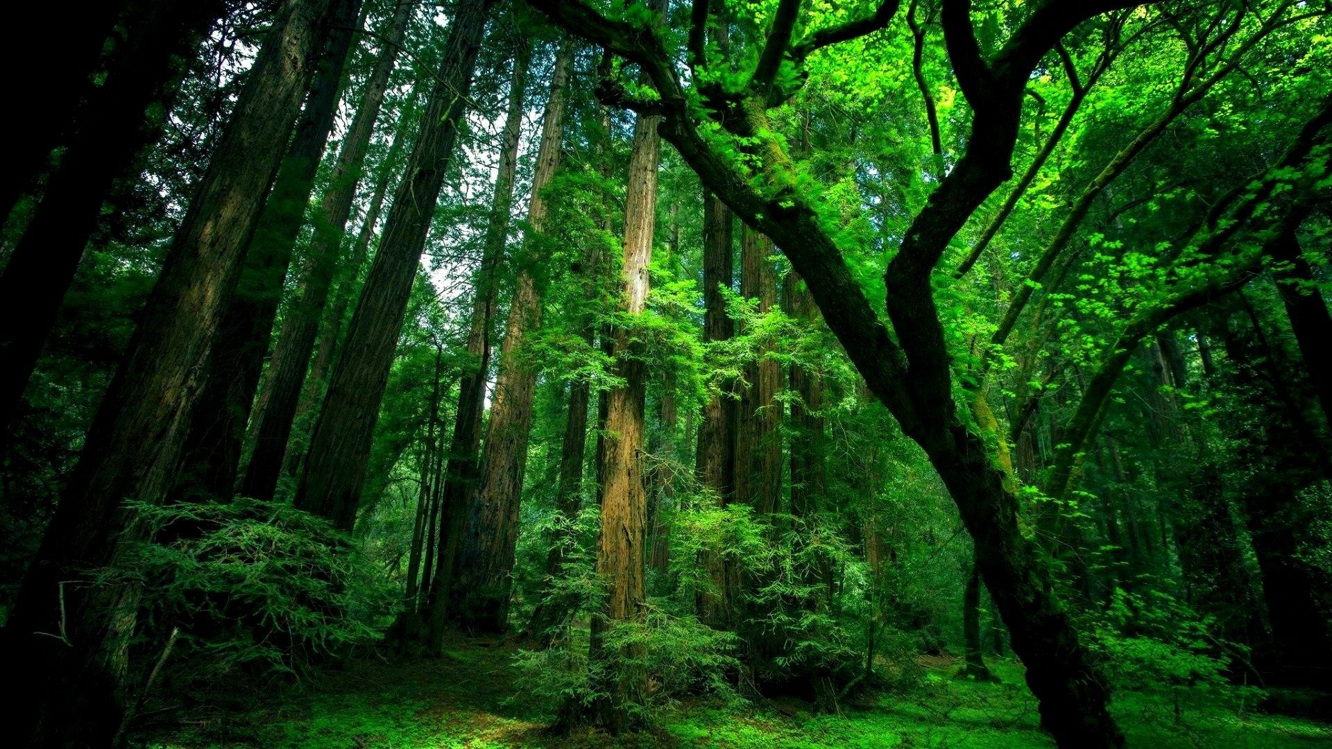 Download Nature Forest HD Wallpaper