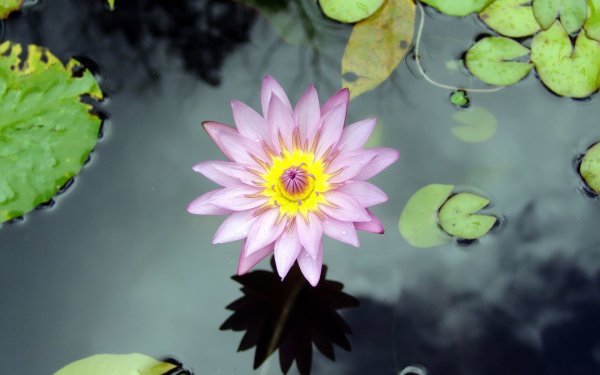 180+ Water Lily HD Wallpapers | Background Images