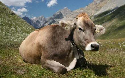 A close-up of a cow lying on a grassy mountain slope with a backdrop of rocky peaks under a clear blue sky. HD desktop wallpaper and background.