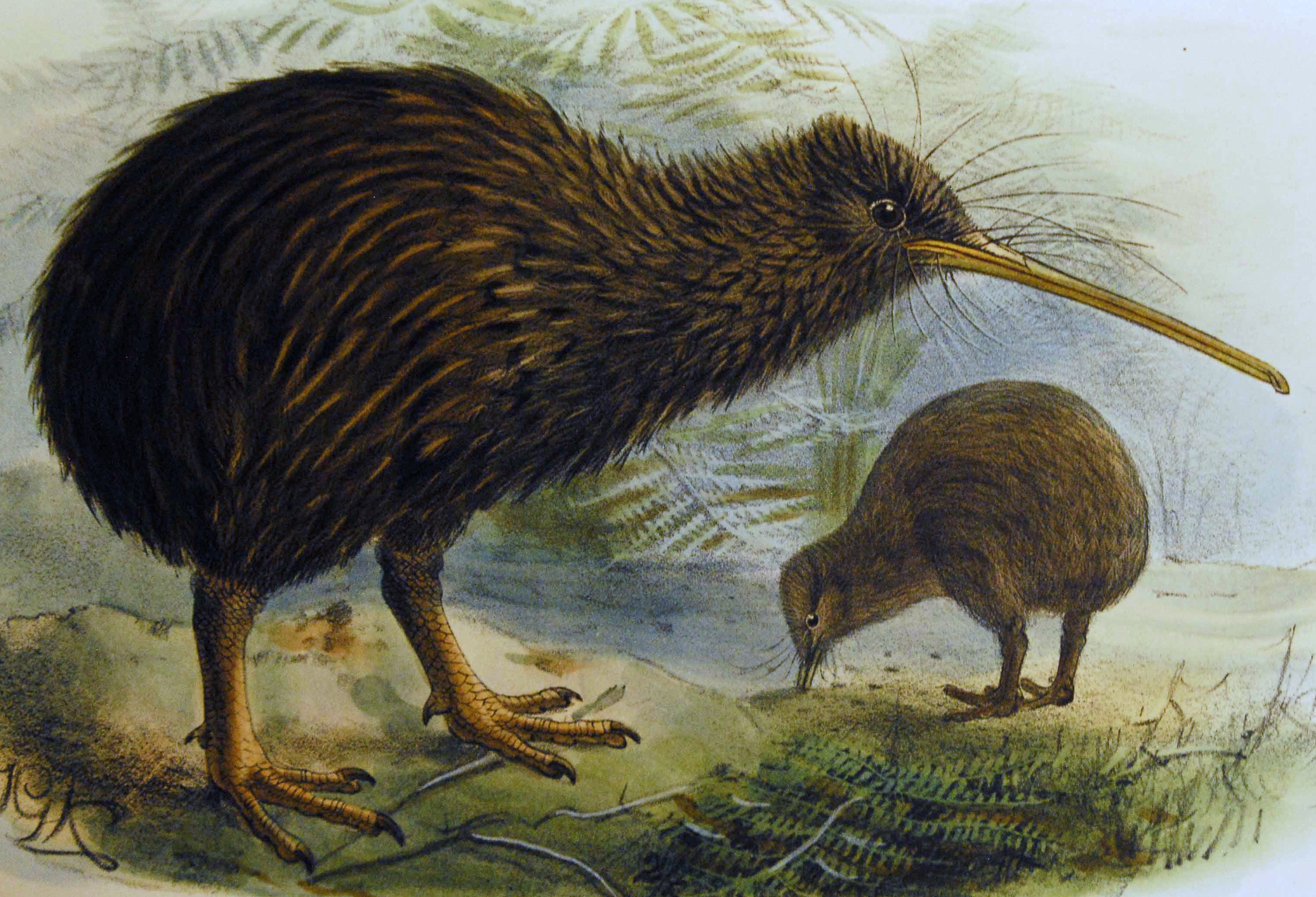 Animal Kiwi HD Wallpaper | Background Image