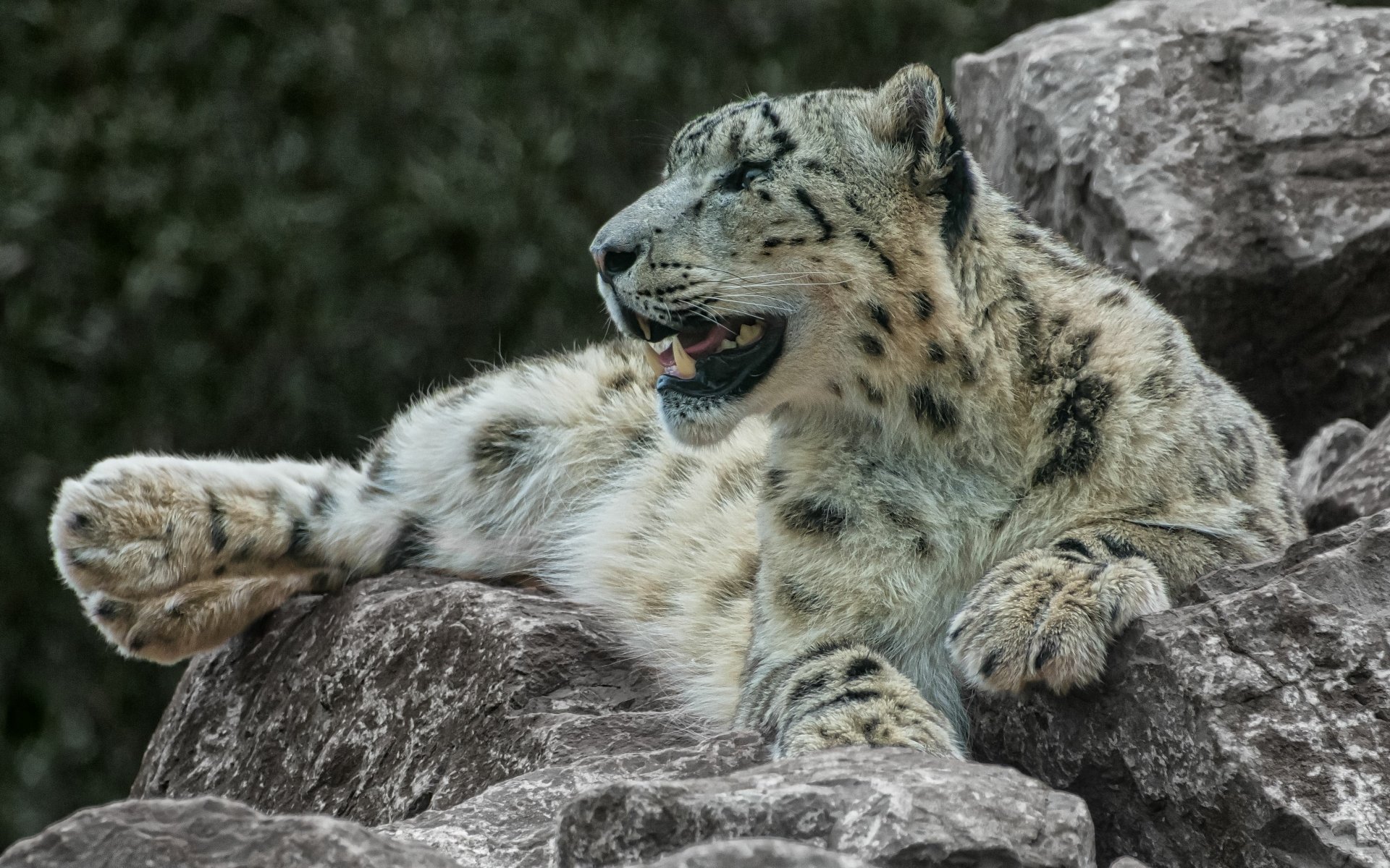 Download Animal Snow Leopard 4k Ultra HD Wallpaper