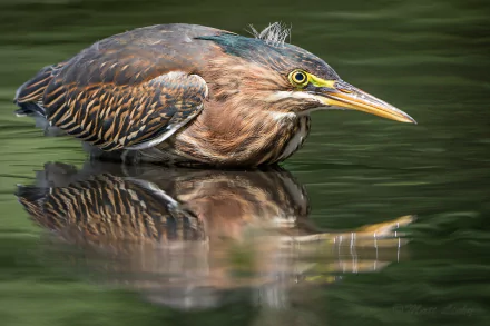 Animal Green Heron HD Desktop Wallpaper | Background Image