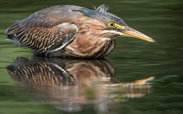 Animal Green Heron HD Desktop Wallpaper | Background Image