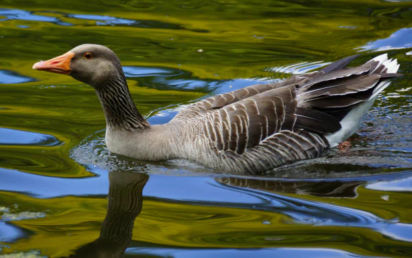Animal goose HD Desktop Wallpaper | Background Image