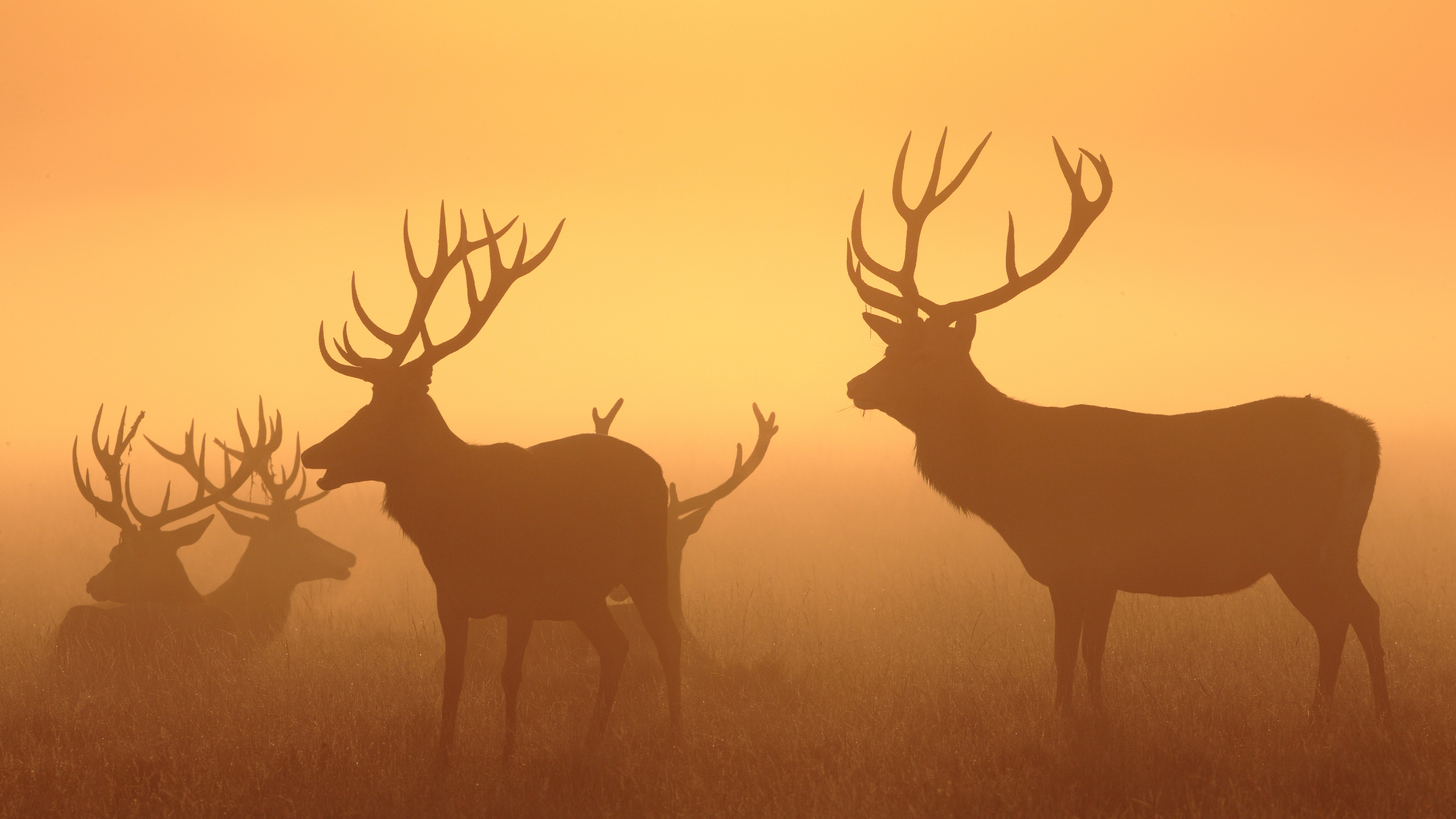 80+ 4K Deer Wallpapers | Background Images