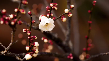 A close-up of a delicate white flower blooming on a branch, surrounded by budding red flowers, capturing the essence of spring and nature in stunning HD.