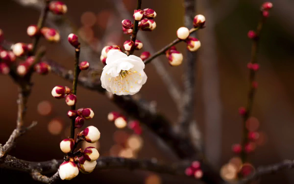 A close-up of a delicate white flower blooming on a branch, surrounded by budding red flowers, capturing the essence of spring and nature in stunning HD.