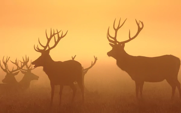 Silhouettes of majestic deer stand in a misty landscape, bathed in warm hues of orange and gold. This stunning image serves as an enchanting HD desktop wallpaper.