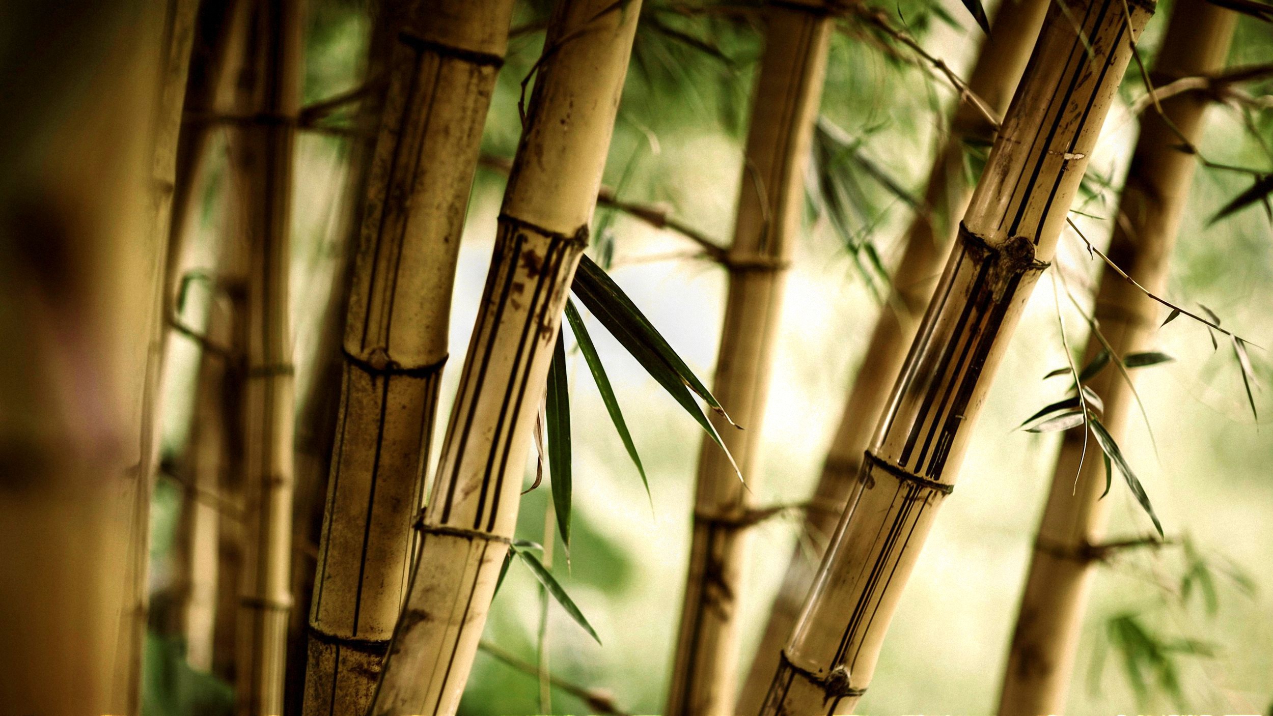 Download A fresh look at green bamboo Wallpaper | Wallpapers.com