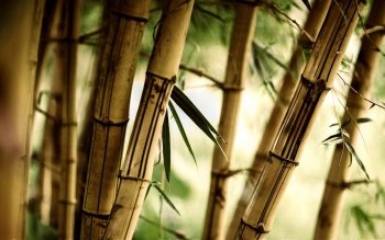 101 Bamboo HD Wallpapers | Background Images - Wallpaper Abyss