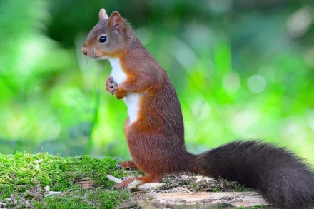 Animal red squirrel HD Desktop Wallpaper | Background Image