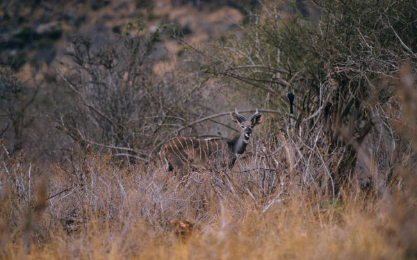 Kudu Animal HD Desktop Wallpaper | Background Image