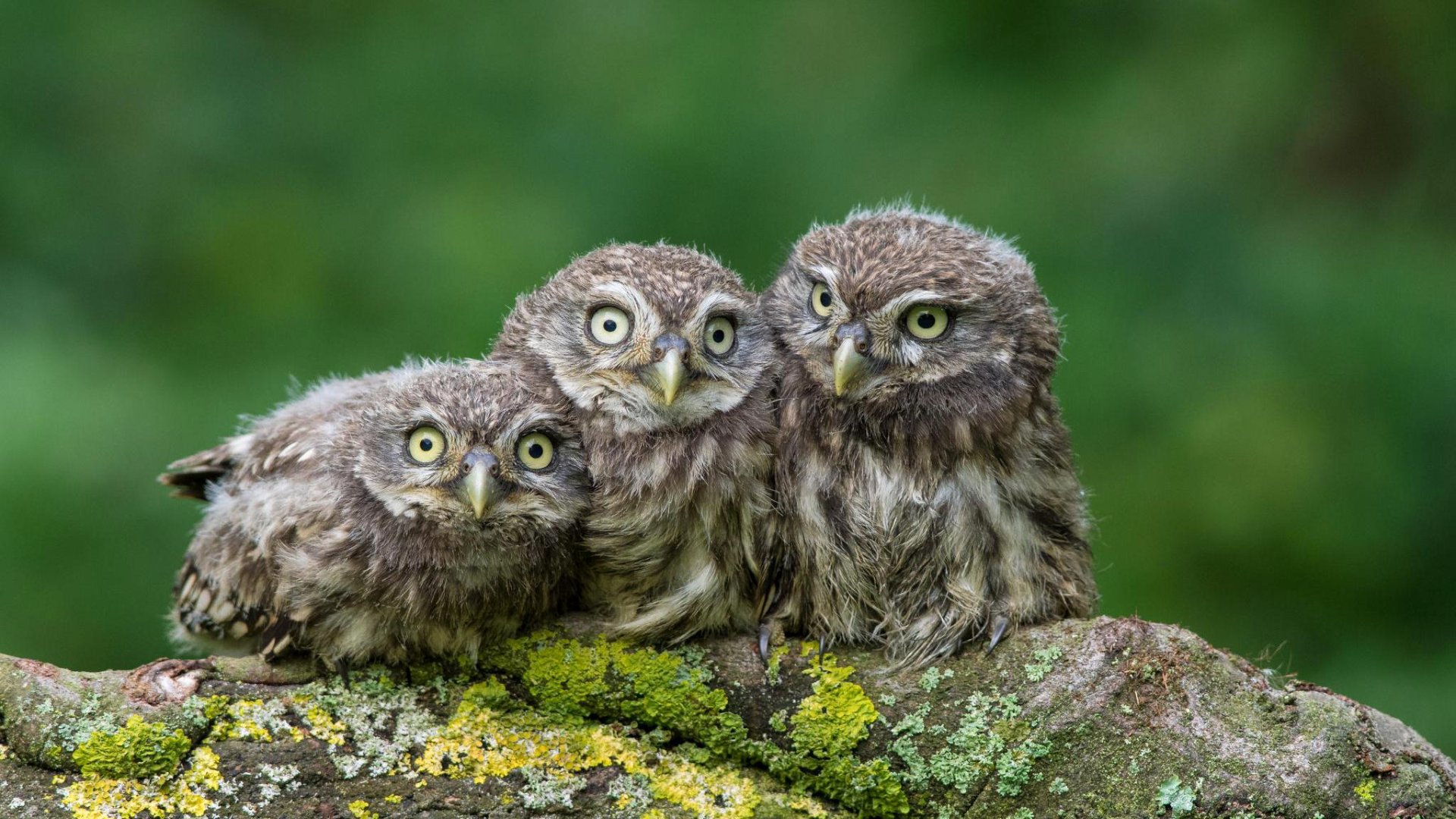 Majestic Owlets: HD Wildlife Wallpaper Showcase | 2048x1152 | Wallpaper ...