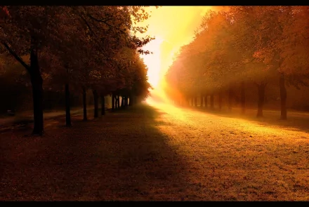 HD desktop wallpaper depicting a serene fall landscape with trees on both sides and sunlight streaming through, casting a warm golden glow over the ground.