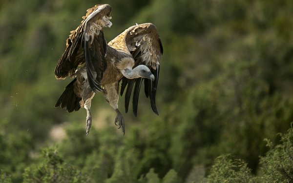 Animal Vulture Birds Birds of prey Bird HD Wallpaper | Background Image