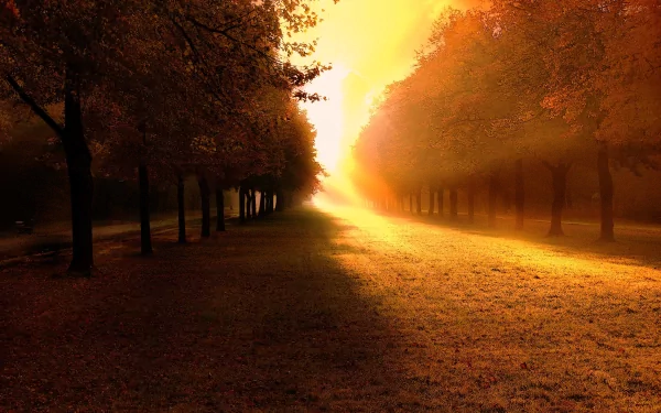 HD desktop wallpaper depicting a serene fall landscape with trees on both sides and sunlight streaming through, casting a warm golden glow over the ground.