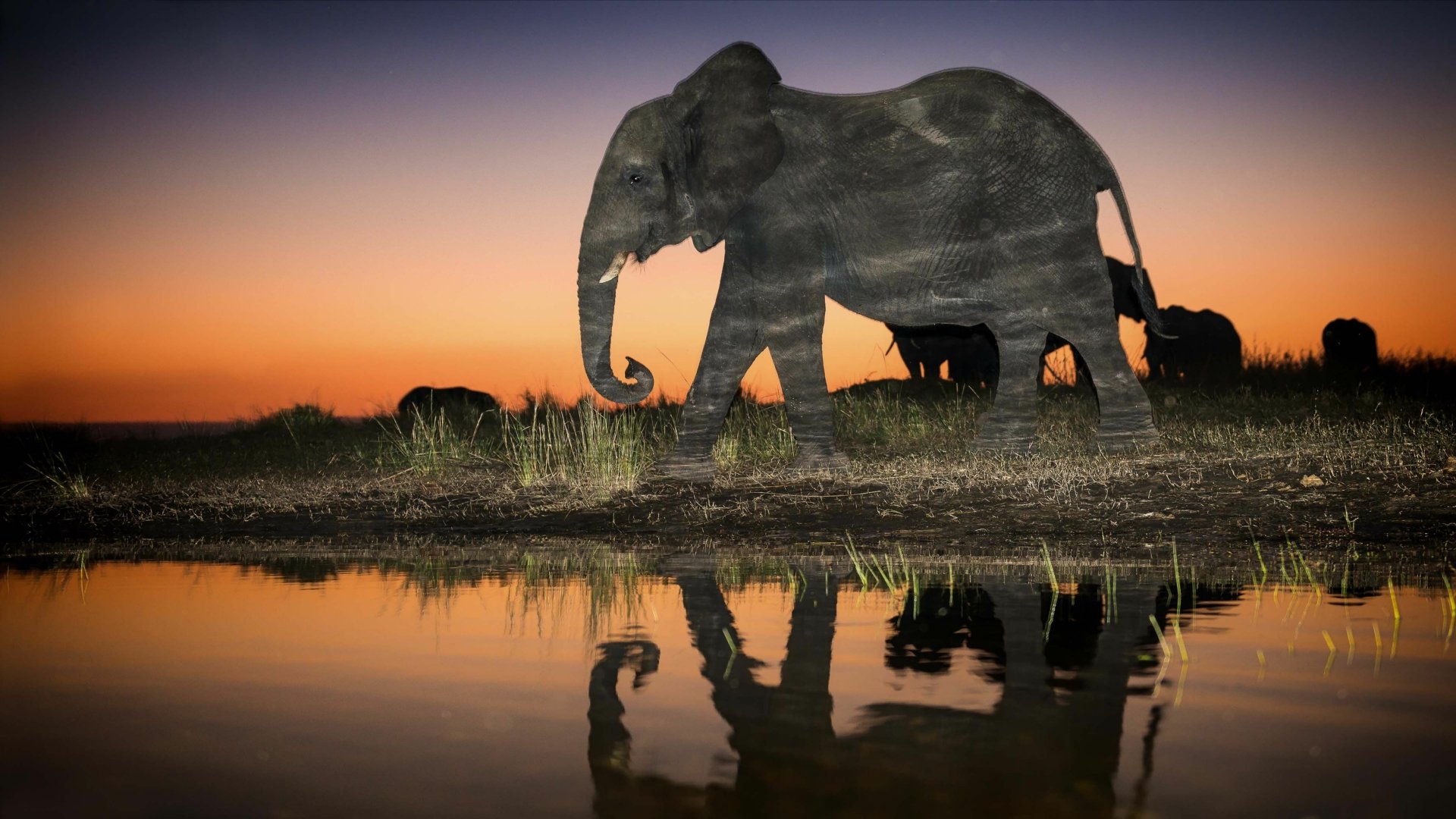 Animal: African bush elephant silhouette and herd at sunset, mirrored in a waterhole — 4K Ultra HD PC desktop wallpaper/background.