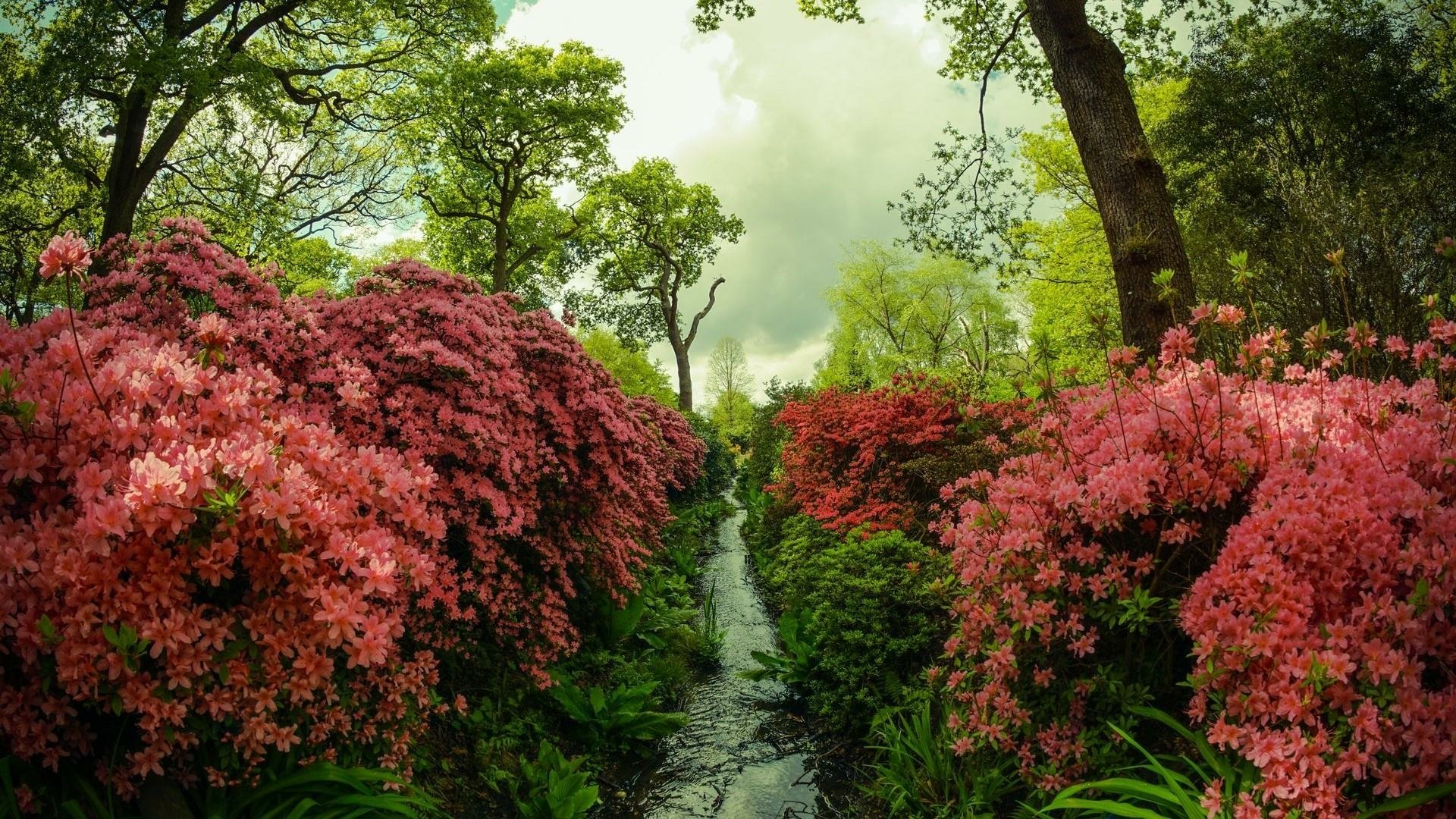 HD PC desktop wallpaper and background: lush nature scene with a narrow stream winding through dense green trees and vibrant pink azalea bushes under a soft cloudy sky.