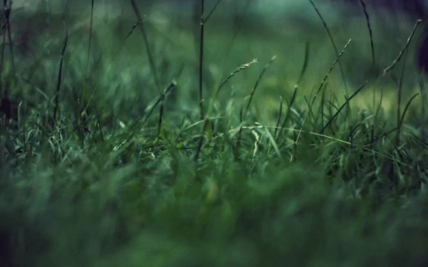 Close-up of tall, lush green grass with a blurred background, showcasing the beauty of nature. The image is a high-definition desktop wallpaper and background.