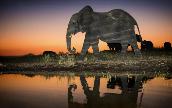 Animal: African bush elephant silhouette and herd at sunset, mirrored in a waterhole — 4K Ultra HD PC desktop wallpaper/background.