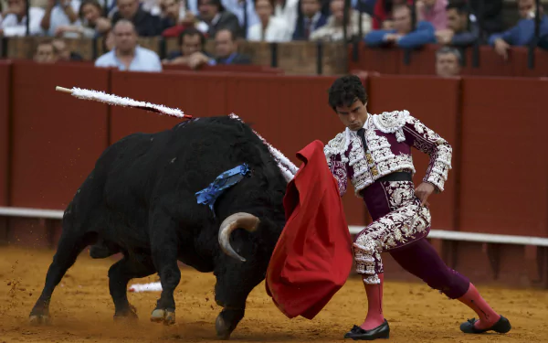 Bullfighting Sports HD Desktop Wallpaper | Background Image