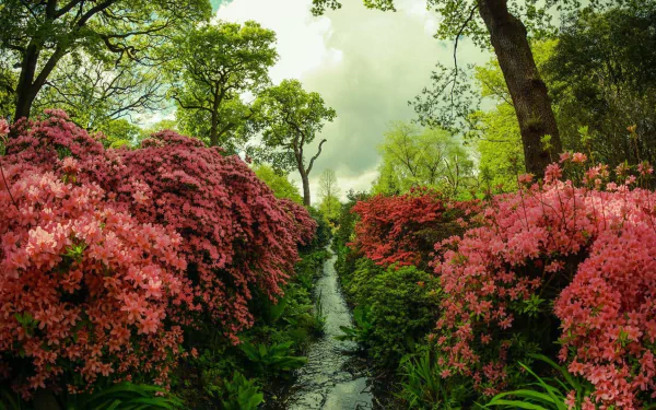 nature stream HD Desktop Wallpaper | Background Image