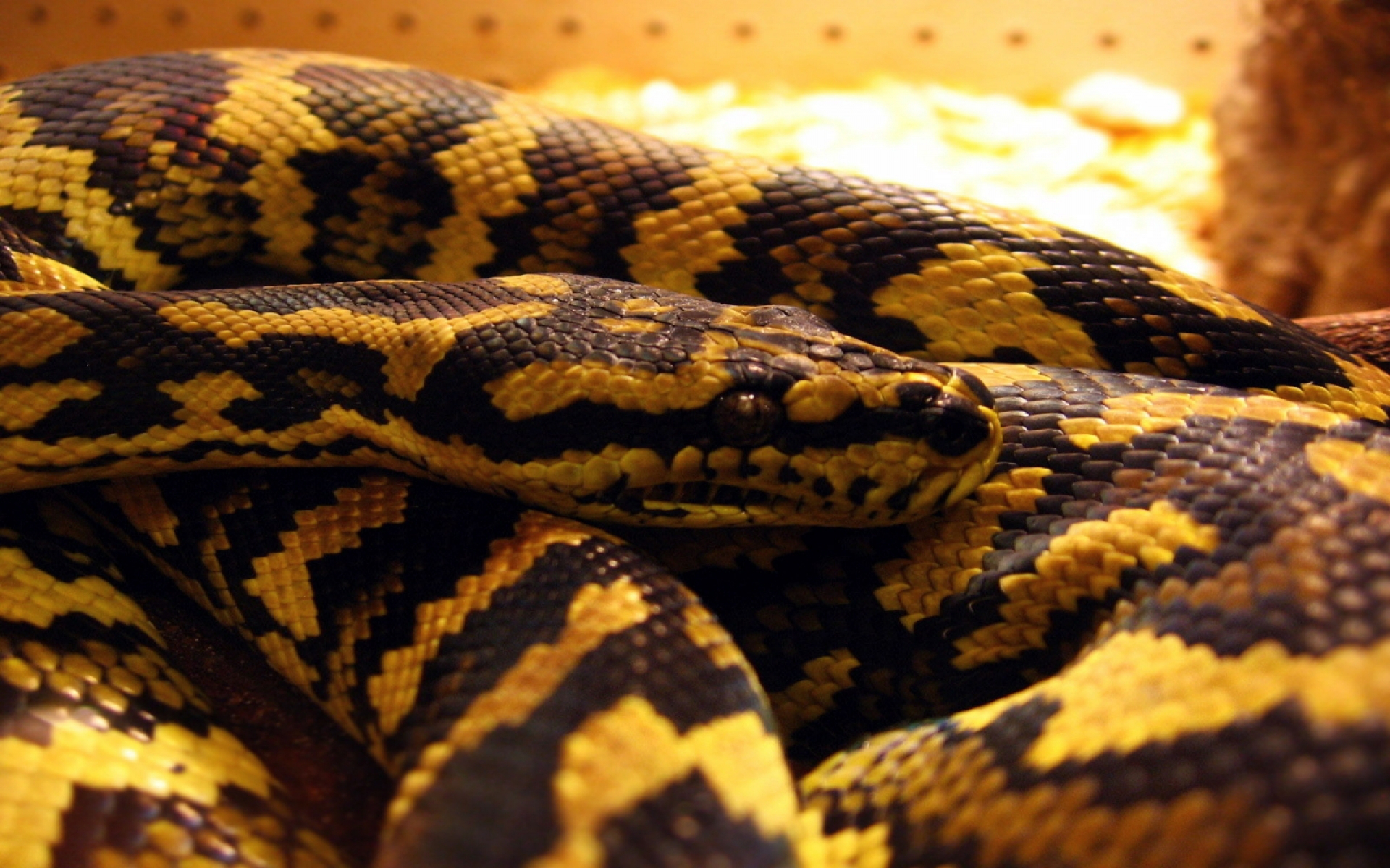 Download Animal Snake HD Wallpaper