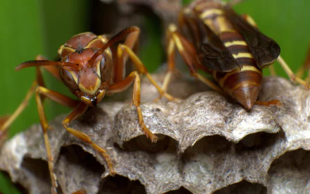 Animal wasp HD Desktop Wallpaper | Background Image