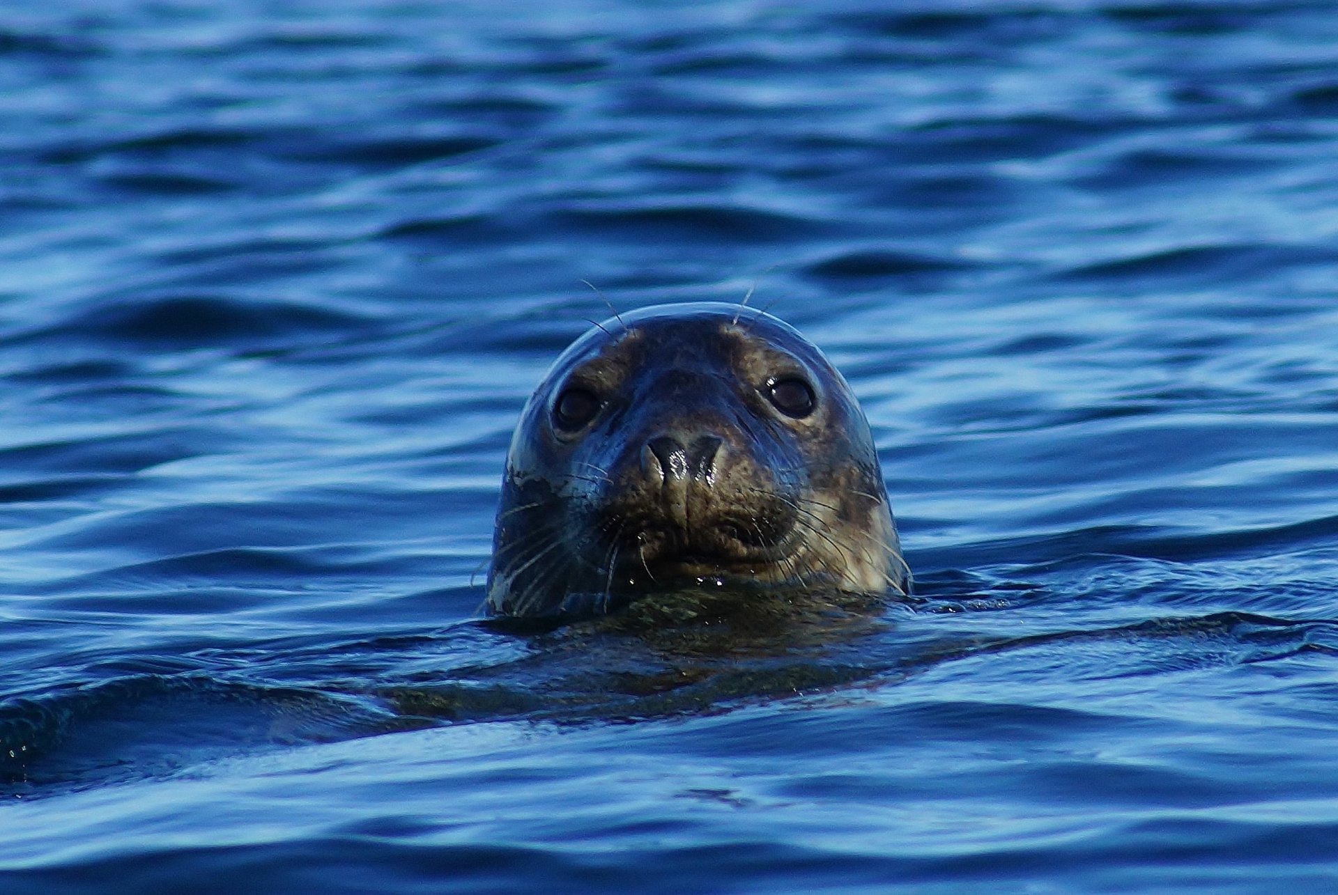 Seal HD Wallpaper | Background Image | 2705x1810 | ID:644810