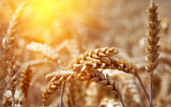 nature wheat HD Desktop Wallpaper | Background Image