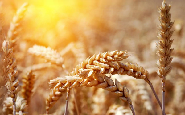  Golden Wheat Under The Sun