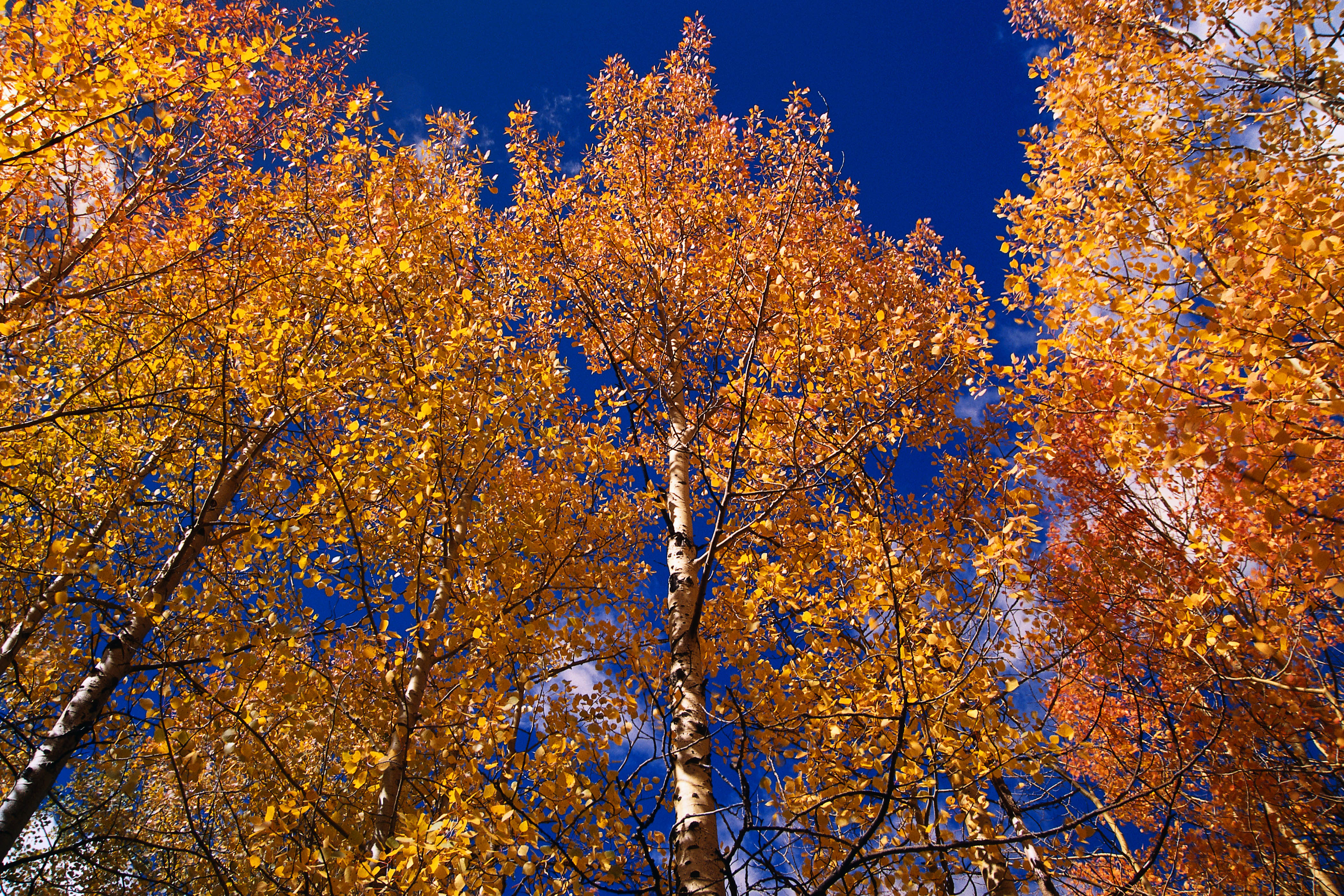 Золотая береза дерево. Береза бородавчатая осень. Осенняя береза. Береза осенью. Золотая осень березы.