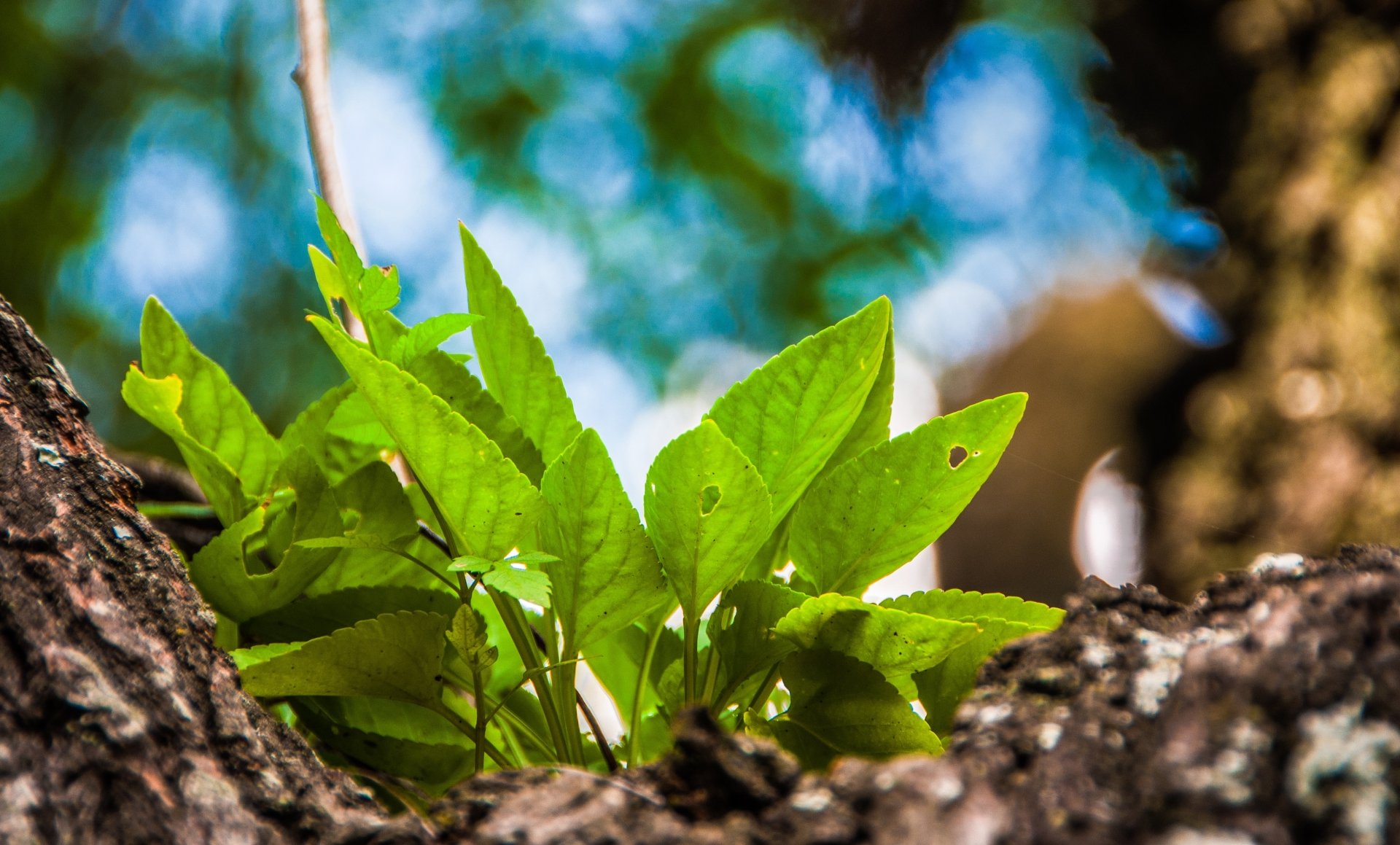 Download Nature Leaf 4k Ultra HD Wallpaper