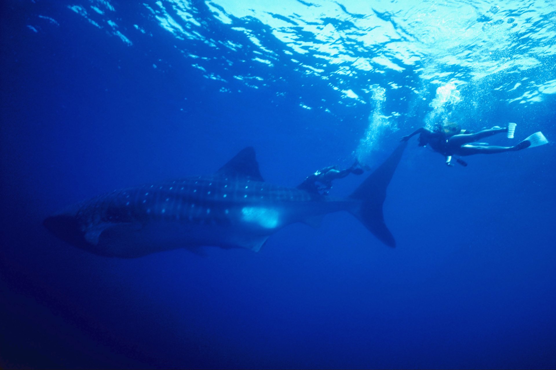 Whale Shark HD Wallpaper | Background Image | 3072x2048