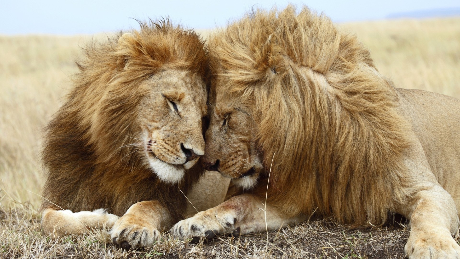 HD desktop wallpaper featuring two lions resting with their heads touching, set against a backdrop of a grassy savannah.