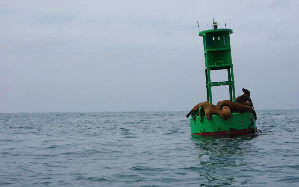 Animal seal HD Desktop Wallpaper | Background Image